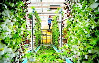 示范園里春意盎然 農業科技引領現代農業新篇章