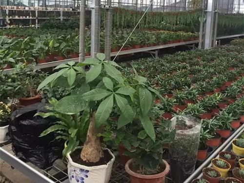 奇臺縣推動萬畝設施農業提質增效，信息技術驅動農業現代化發展