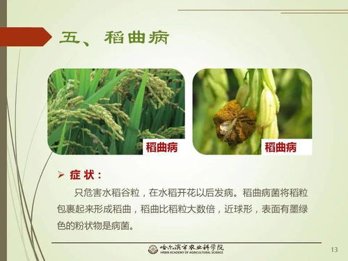 黨建引領謀發展 科技助農備春耕 網絡課堂 水稻常見病蟲害的識別與防治 一 水稻病害