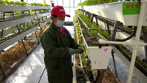 科技草莓香飄同江，智慧農業助農增收譜新篇