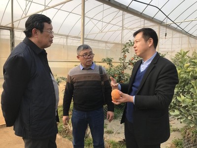 小柑桔撬動大幫扶 信息技術如何賦能鄉村產業振興