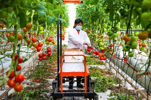 科技賦能大興菜籃子 信息技術開發助力小番茄成就強農產業大文章