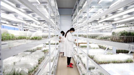 科技賦能 信息領航 德州工廠化育苗借力技術開發邁向國際大市場