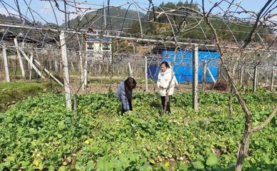 壽寧犀溪 科技特派員田間“把脈問診”，精準助力春耕生產