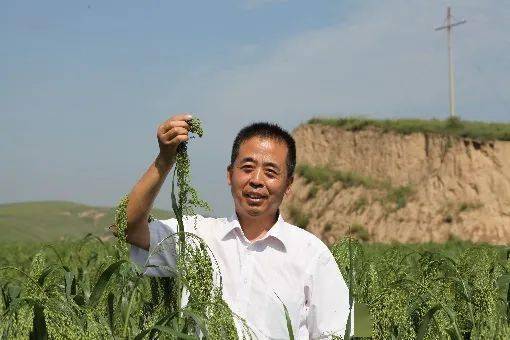 糜子 抗逆先鋒作物與未來智慧食品的農業科技新篇章