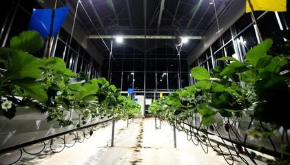 科技普惠與拼多多的農(nóng)業(yè)長(zhǎng)期主義 從田間到餐桌的數(shù)字變革